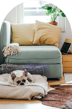 Resting Dog by Chair