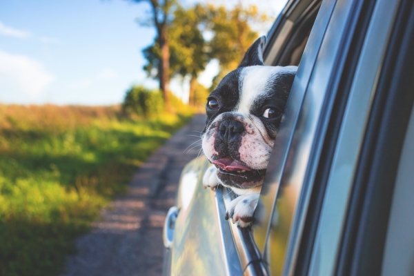 Adorable Dog Looking At You