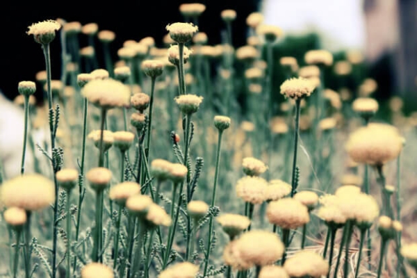 Flower Meadow