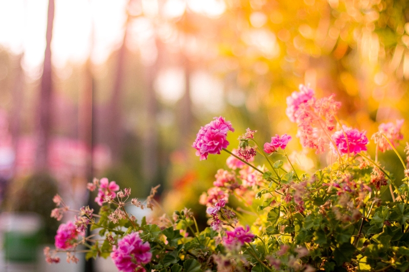 Pexels Pink Flowers